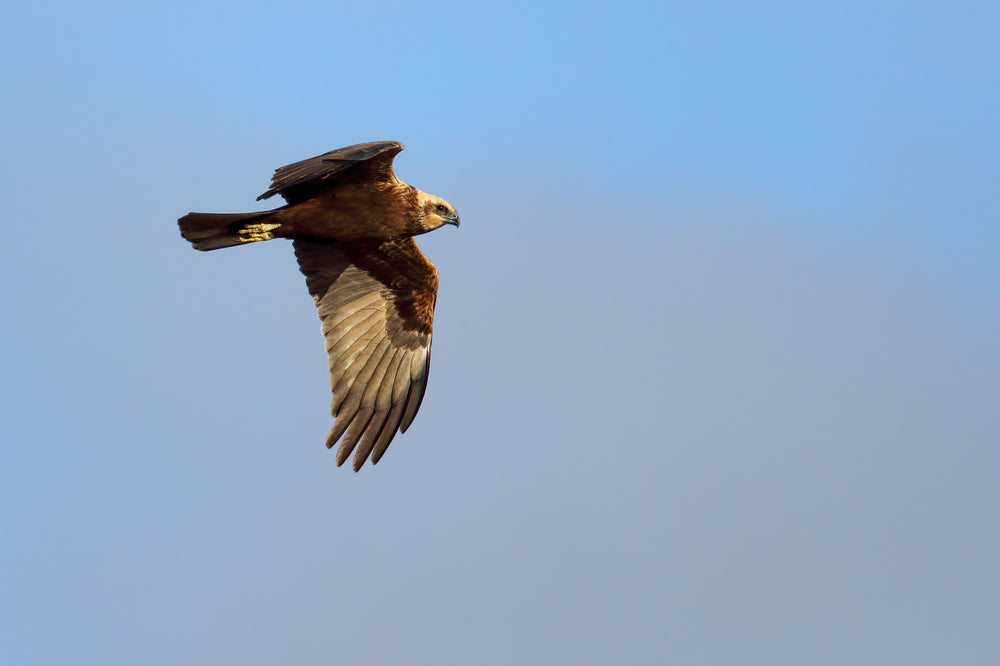 norfolk wildlife trust cley marshes visitor centre marsh harrier