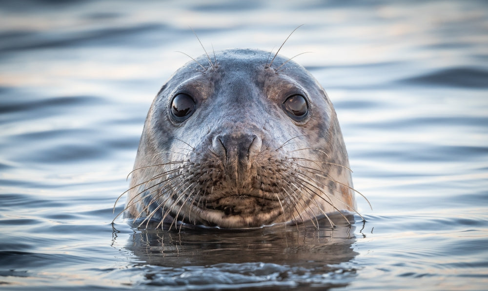 Where Is The Best Place To See Seals In Norfolk